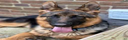 German Shepherd dogs for sale: German Shepherd 3 - Ad 2