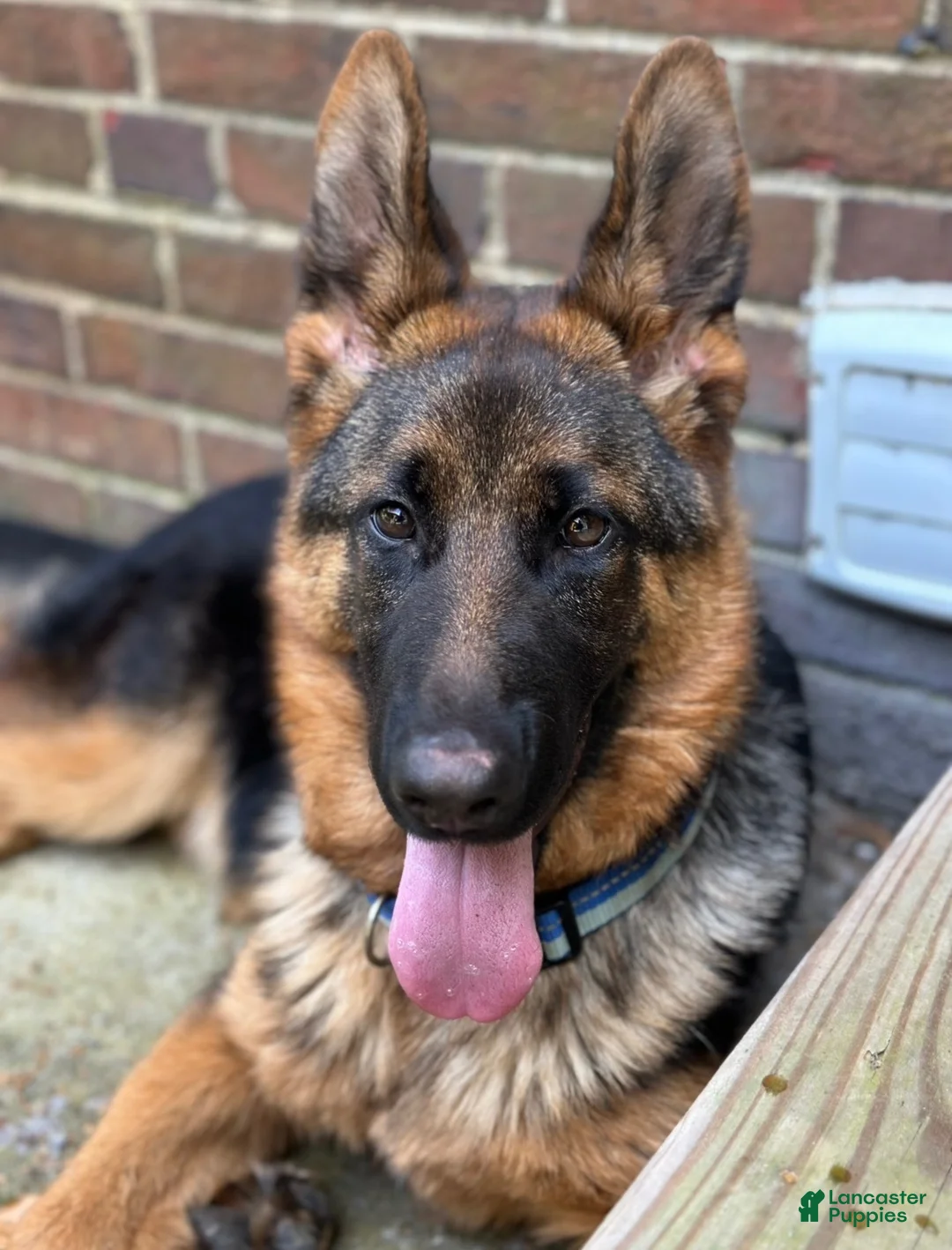 German Shepherd dogs for sale: German Shepherd 3 - Ad 2