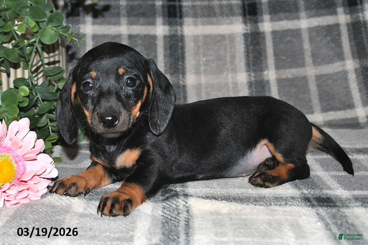 Miniature Dachshund dogs Carmen - Ad 2