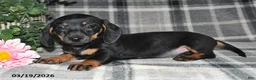 Miniature Dachshund dogs for sale: Carmen - Ad 2