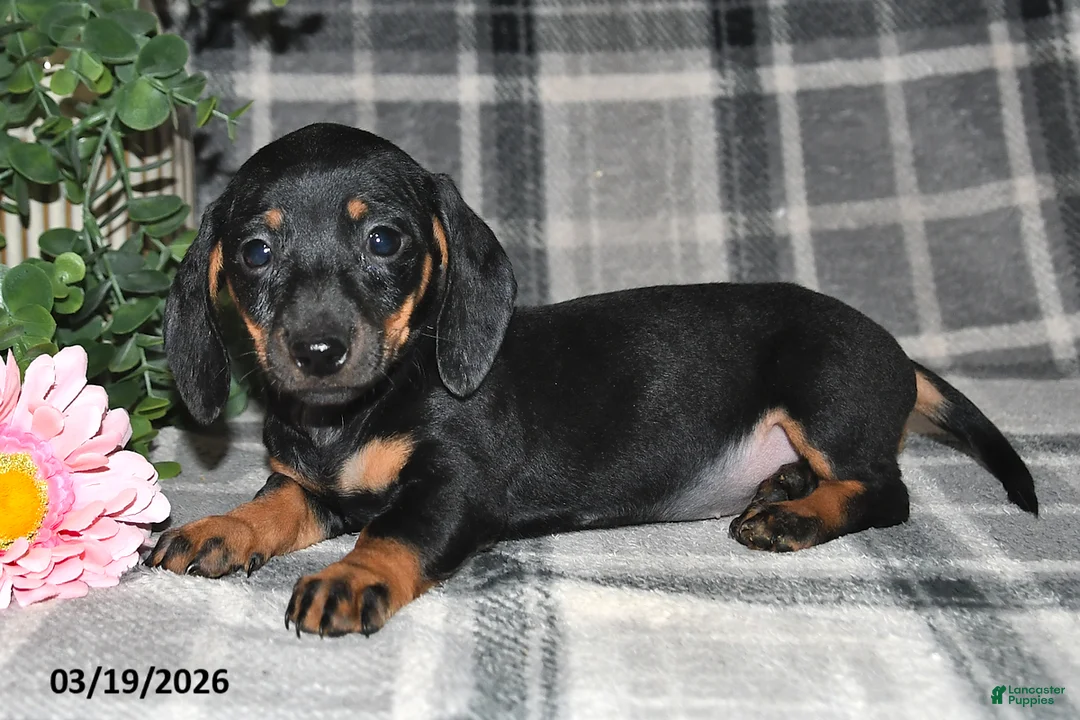 Miniature Dachshund dogs for sale: Carmen - Ad 2