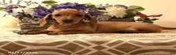 Miniature Dachshund dogs for sale: Shanda - Ad 4