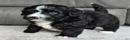 Mini Bernedoodle dogs for sale: Mini Blaze - Ad 9