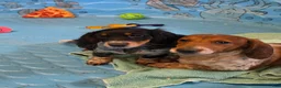 Miniature Dachshund dogs for sale: Kenny - Ad 6