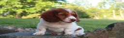 Miniature Dachshund dogs for sale: Amy - Ad 3