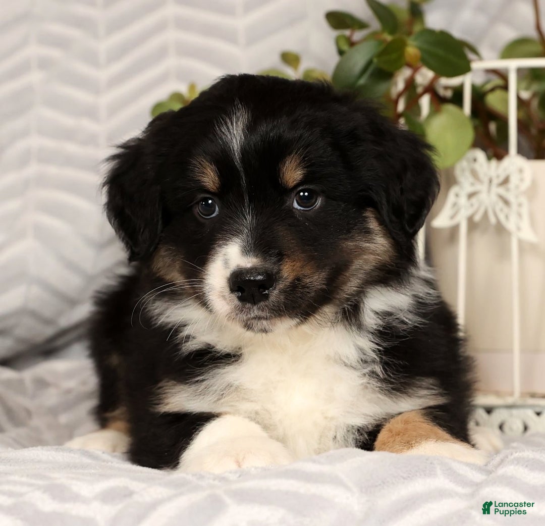 Miniature Australian Shepherd dogs for sale: Jackson - Ad 1