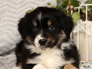 Miniature Australian Shepherd dogs Jackson - Ad 23