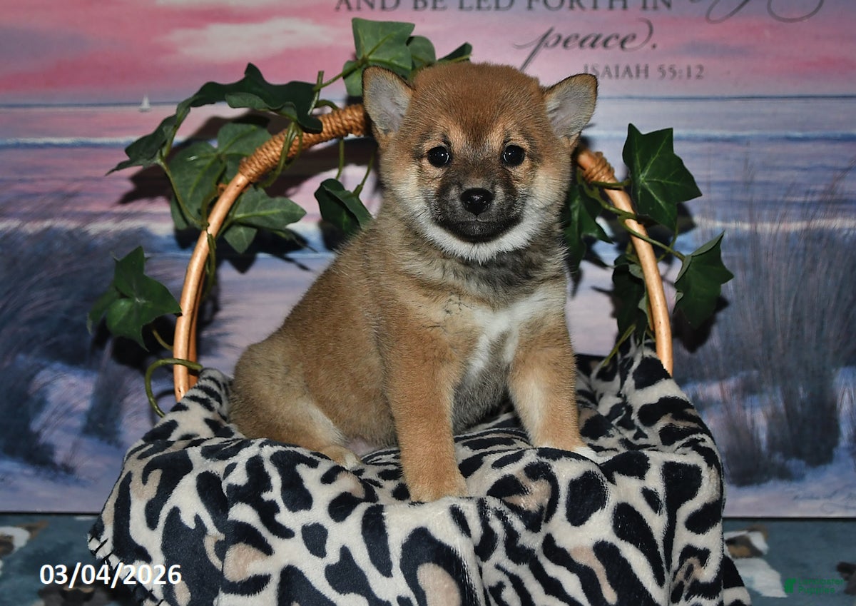 Shiba Inu dogs Gloria - Ad 1