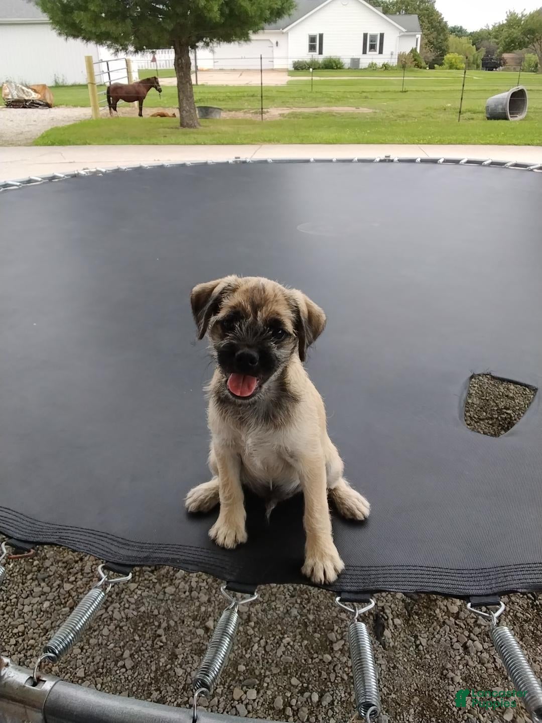 Pug dogs Kipp - Ad 1