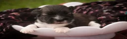 Havanese dogs for sale: Carrie Havanese  - Ad 3