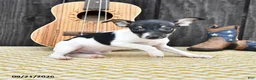 Toy Fox Terrier dogs for sale: Banjo - Ad 3