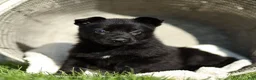 German Shepherd dogs for sale: Flurry German Shepherd  - Ad 3