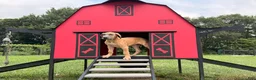 Great Dane dogs for sale: Patience Great Dane  - Ad 6
