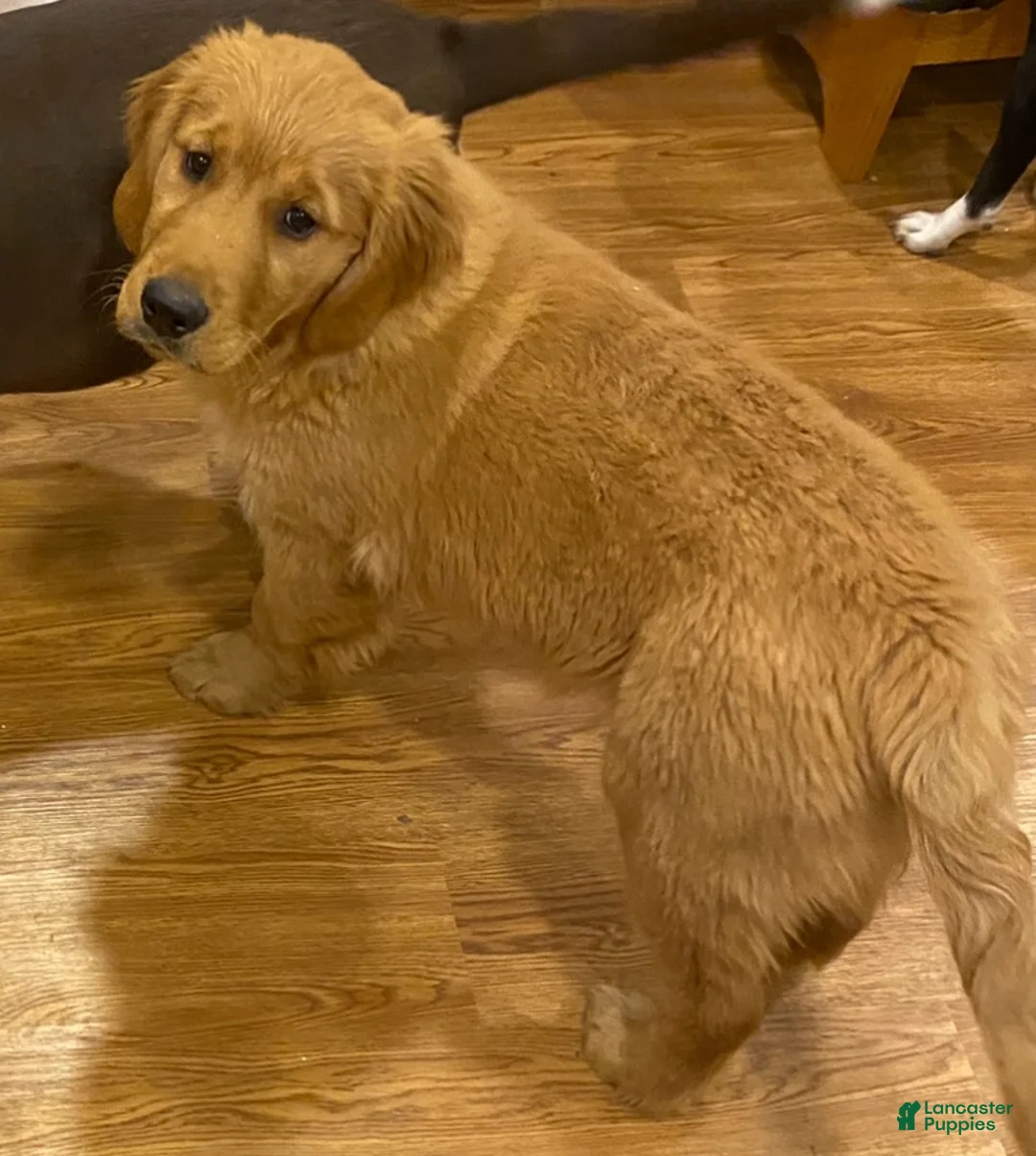 Golden Retriever dogs for sale: Golden Retriever Puppy 1 - Ad 1