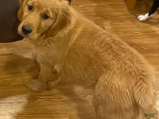 Golden Retriever dogs Golden Retriever Puppy 1 - Ad 13