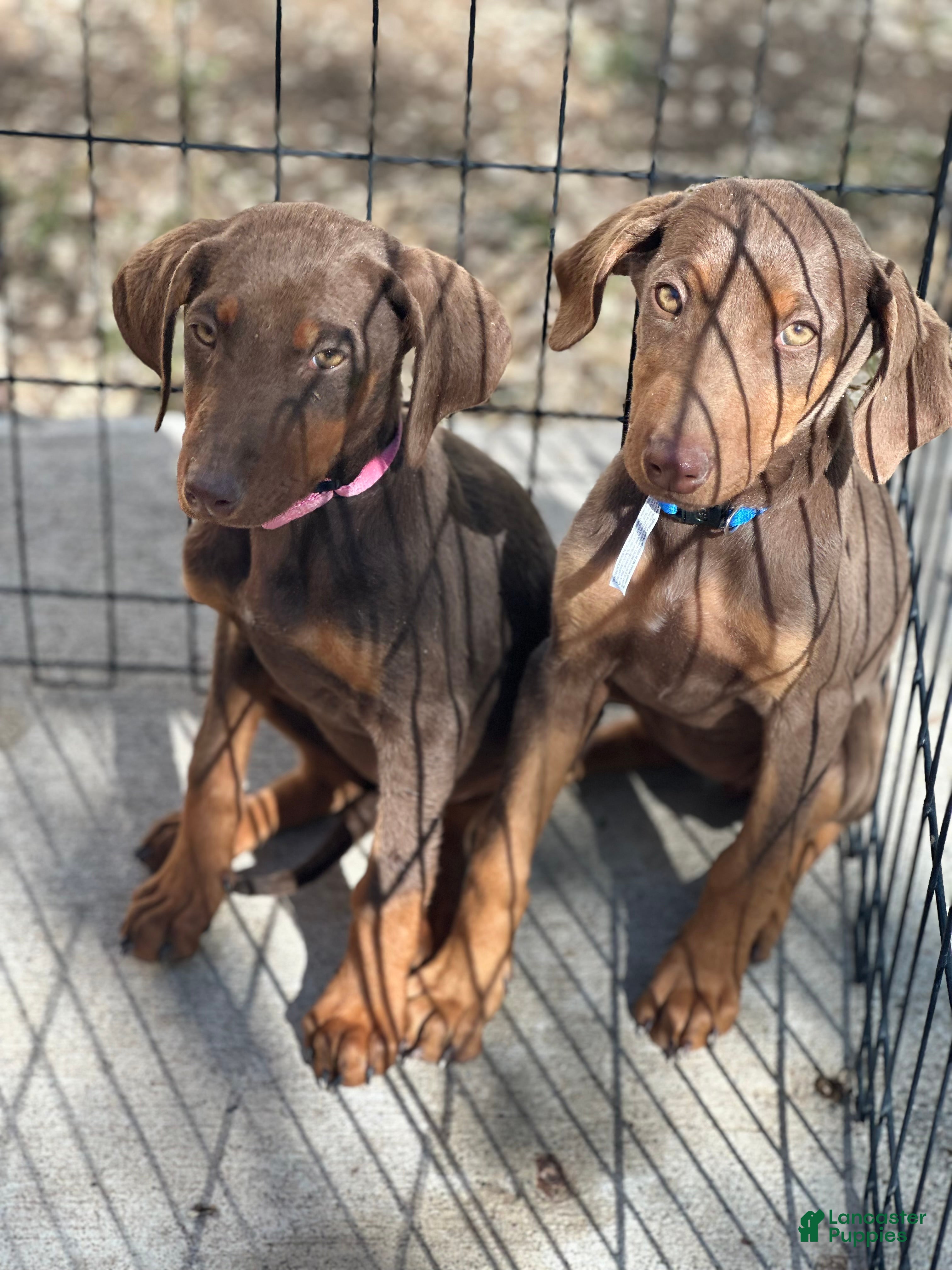 Doberman Pinscher dogs Doberman Pinscher Puppy 2 - Ad 8