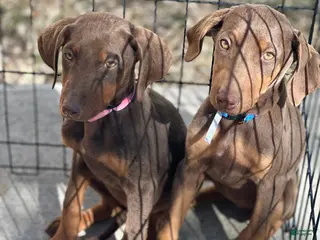 Doberman Pinscher dogs Doberman Pinscher Puppy 2 - Ad 8