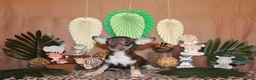 Chihuahua dogs for sale: Remus - Ad 4