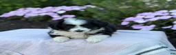 Miniature Australian Shepherd dogs for sale: Apple - Ad 4