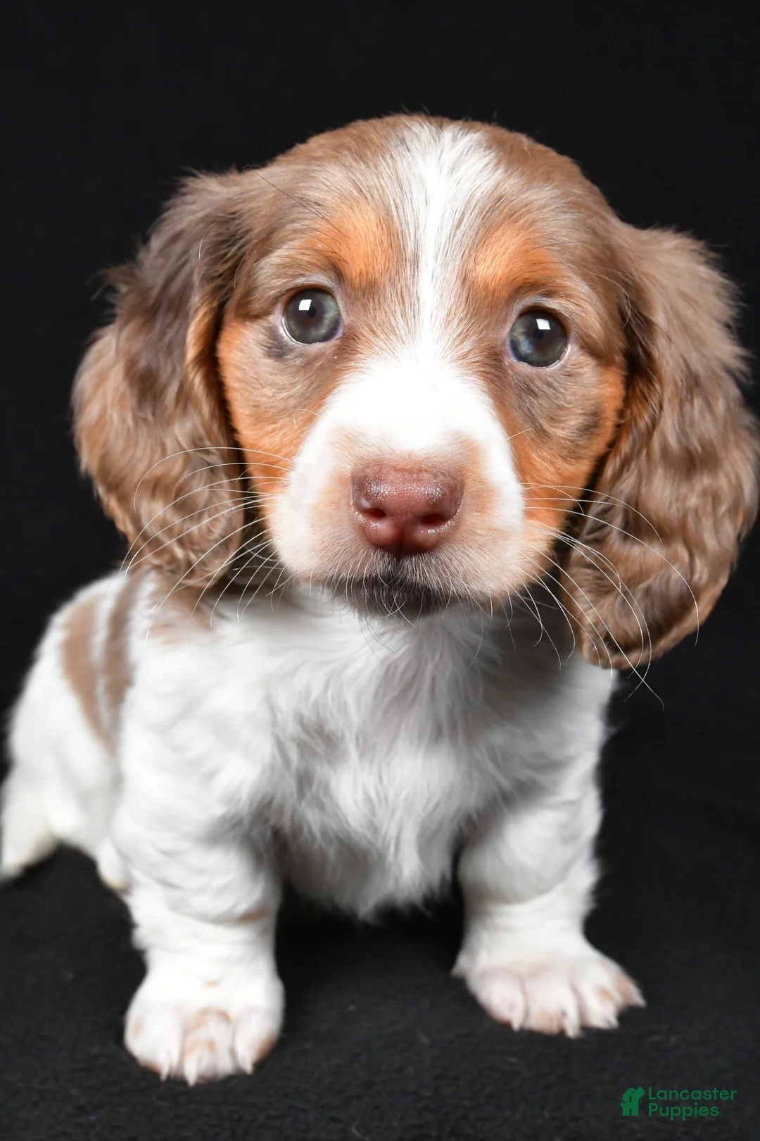 Dachshund dogs for sale: Nova - Ad 8