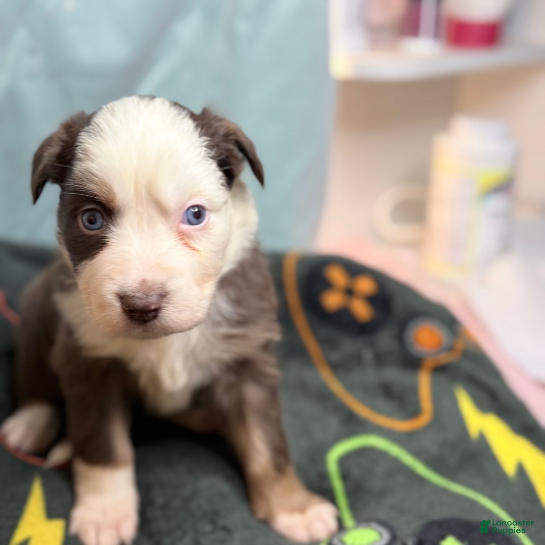 Mixed Breed dogs for sale: Honey - Ad 1