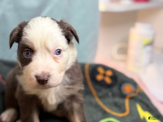 Mixed Breed dogs Honey - Ad 22