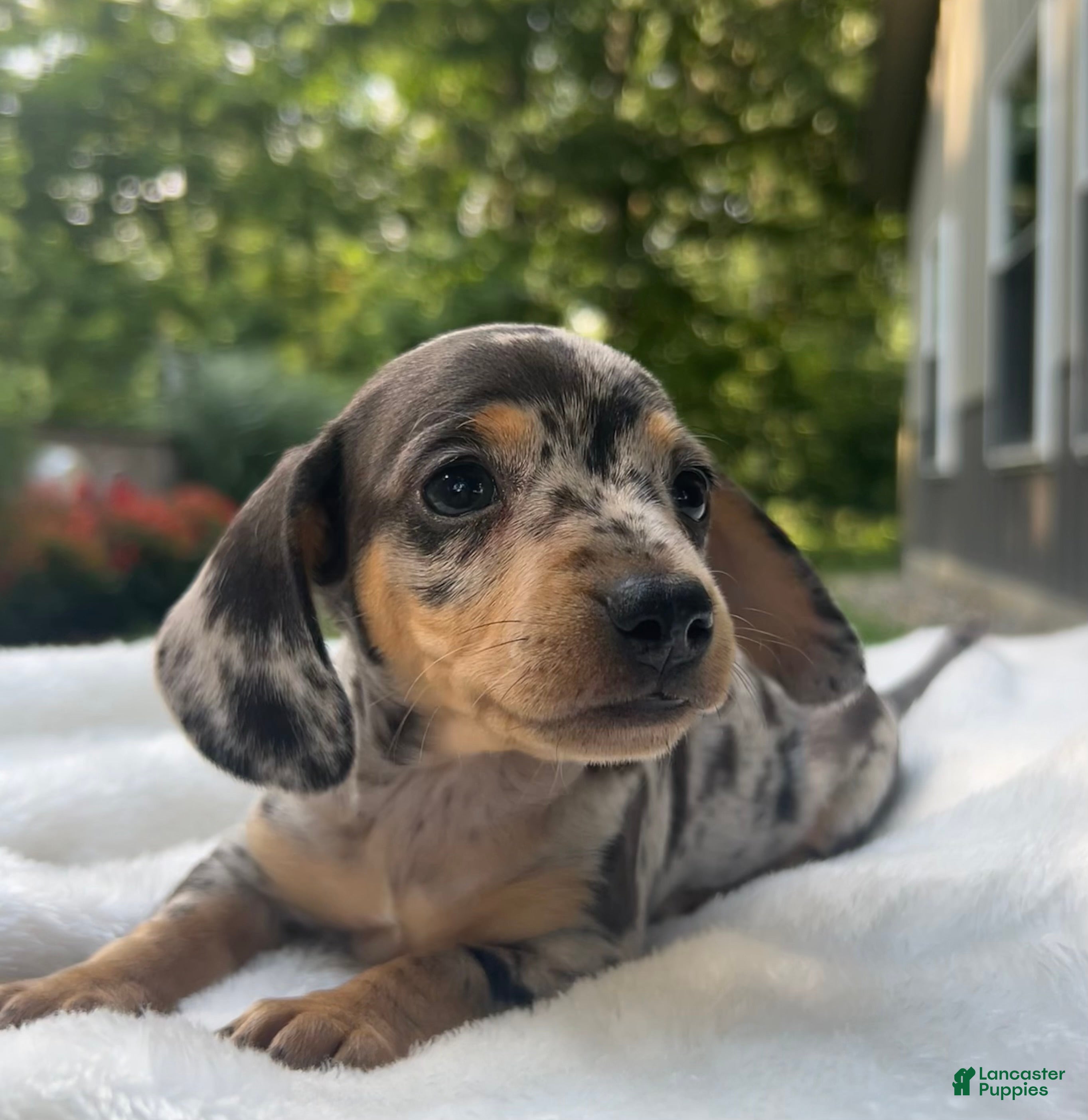 Miniature Dachshund dogs Frankie - Ad 41