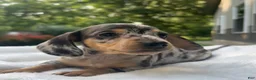 Miniature Dachshund dogs for sale: Frankie - Ad 1