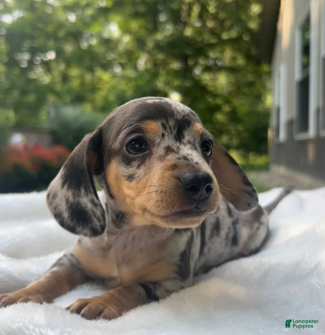 Miniature Dachshund dogs for sale: Frankie - Ad 1
