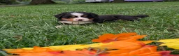 Bernese Mountain Dog dogs for sale: Dolly  - Ad 3