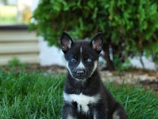 Gerberian Shepsky dogs - Ad 13