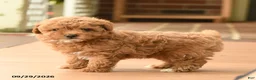 Toy Poodle dogs for sale: Remy - Ad 5