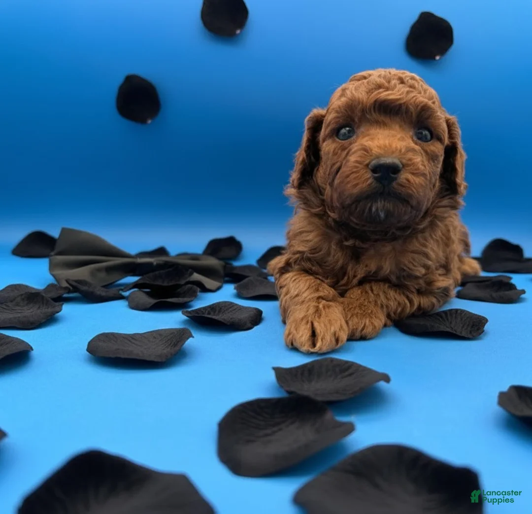 Toy Poodle dogs for sale: Oliver 🖤 - Ad 20