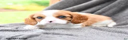 Cavalier King Charles Spaniel dogs for sale: Rooty - Ad 3