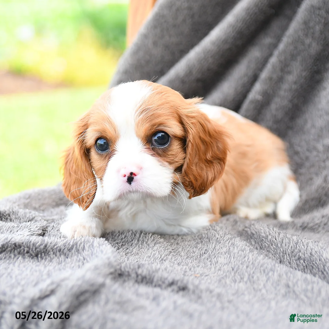 Cavalier King Charles Spaniel dogs for sale: Rooty - Ad 3