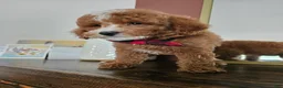 Mini Goldendoodle dogs for sale: Macintosh - Ad 8