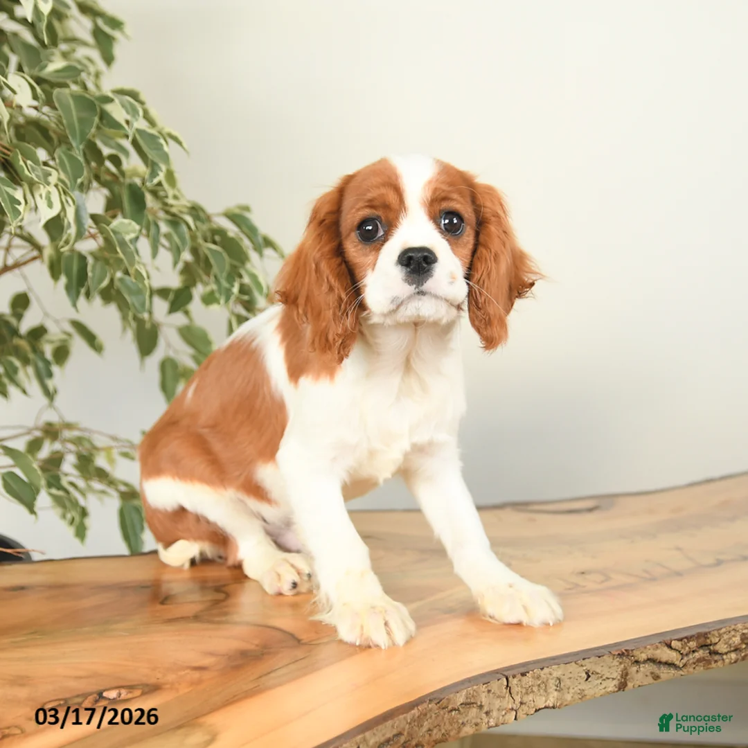 Cavalier King Charles Spaniel dogs for sale: Charlie - Ad 3