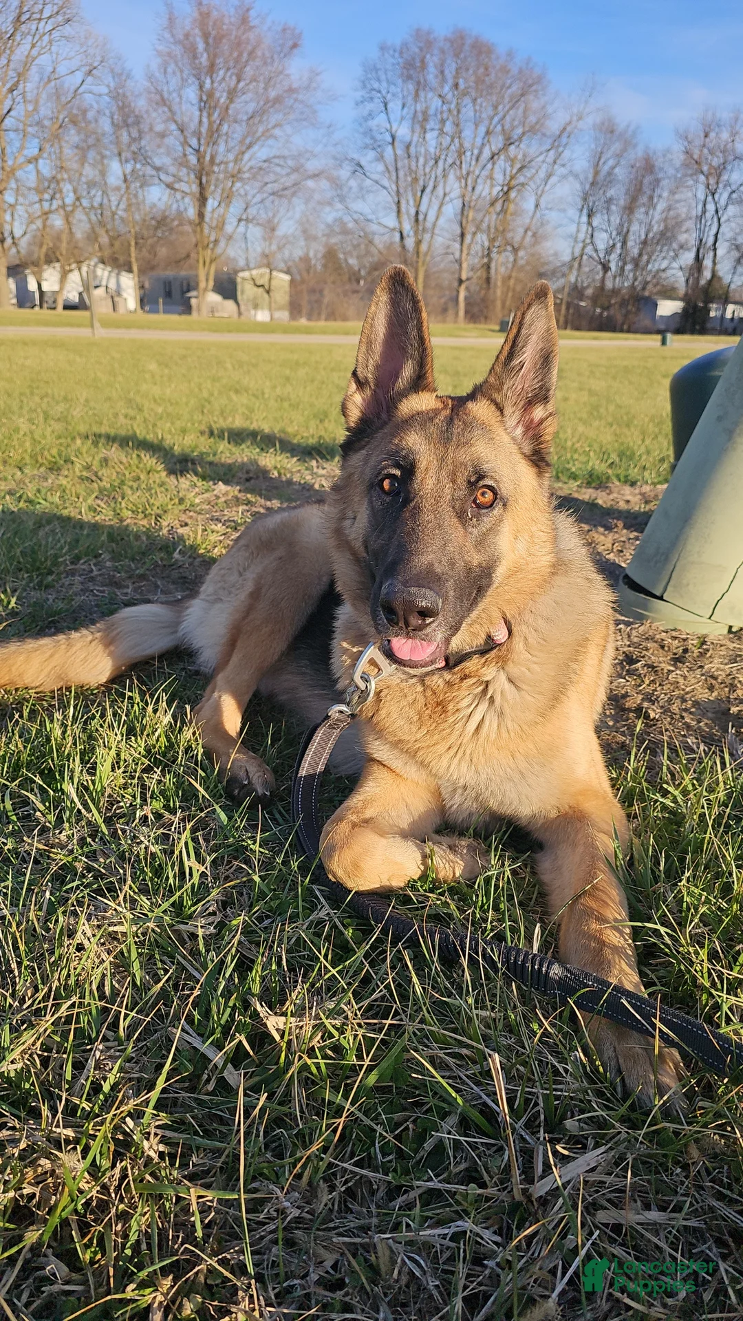 Gerberian Shepsky dogs for sale: Gerberian Shepsky Puppy 7 - Ad 2