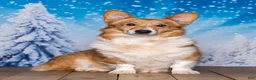 Welsh Corgi Pembroke dogs for sale: Hank - Ad 4