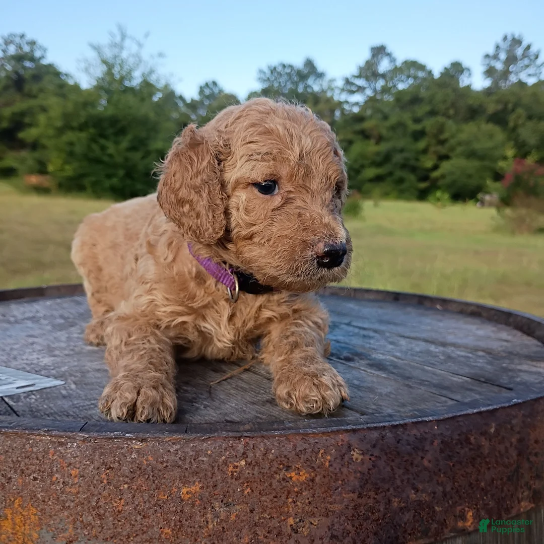 Goldendoodle dogs for sale: Purple  - Ad 2