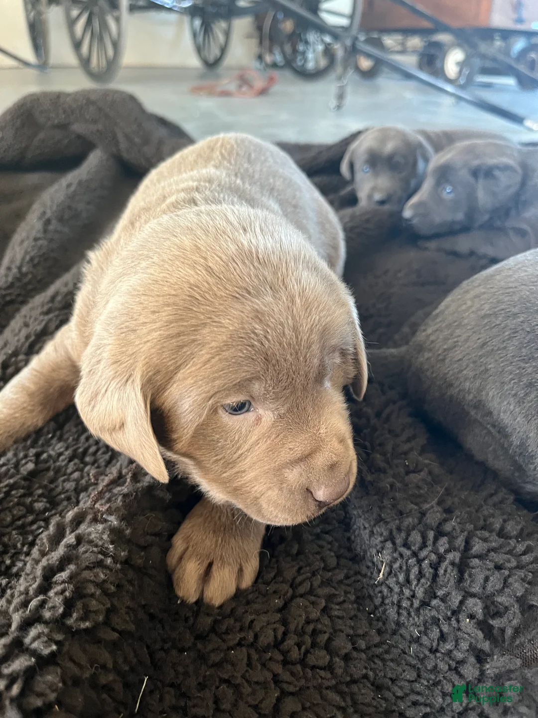 Labrador Retriever dogs for sale: Sammy - Ad 3