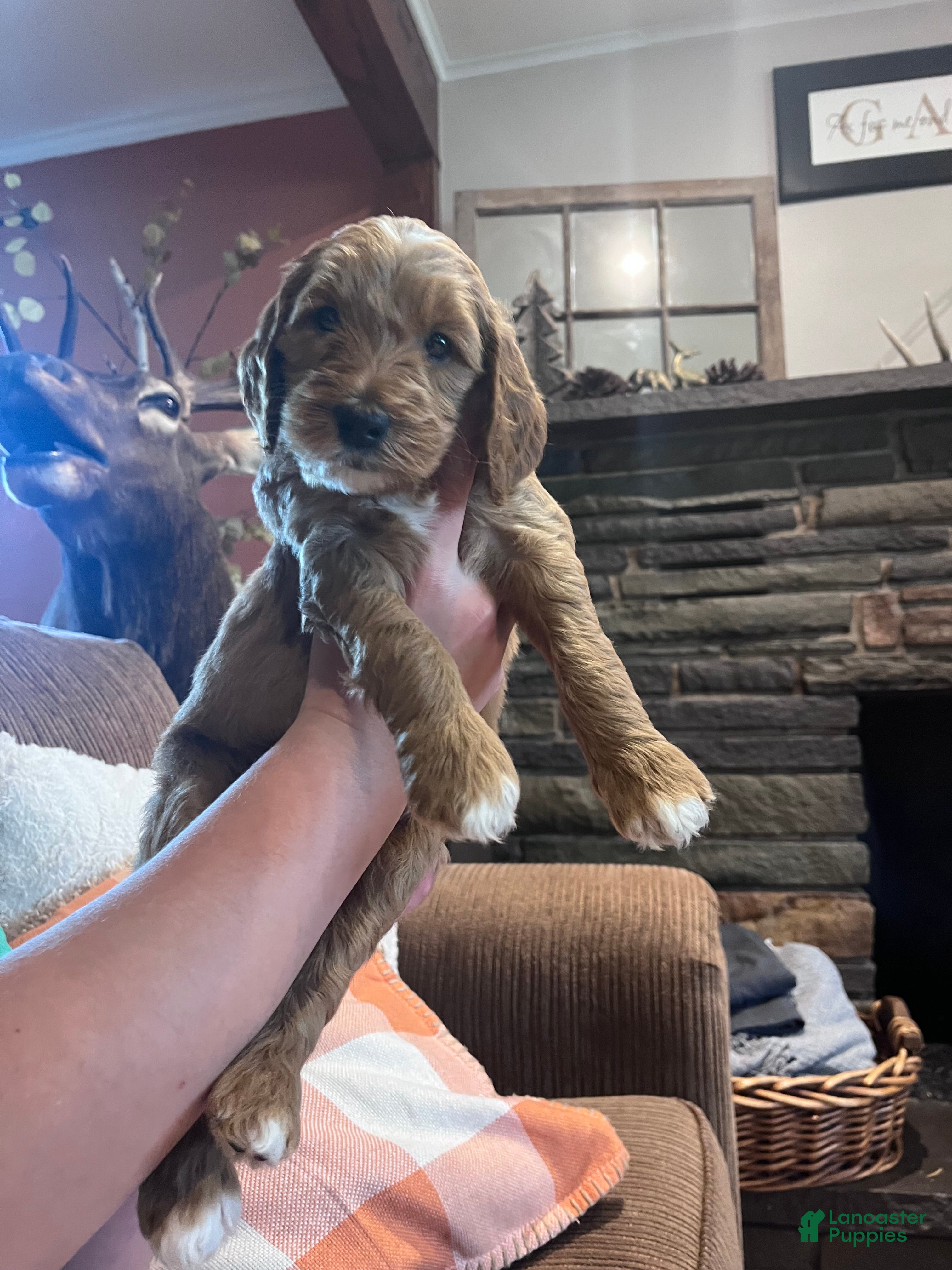 Irish Doodle dogs Orange Collar - “Jonesy” - Ad 1