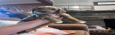 Orange Collar - “Jonesy”