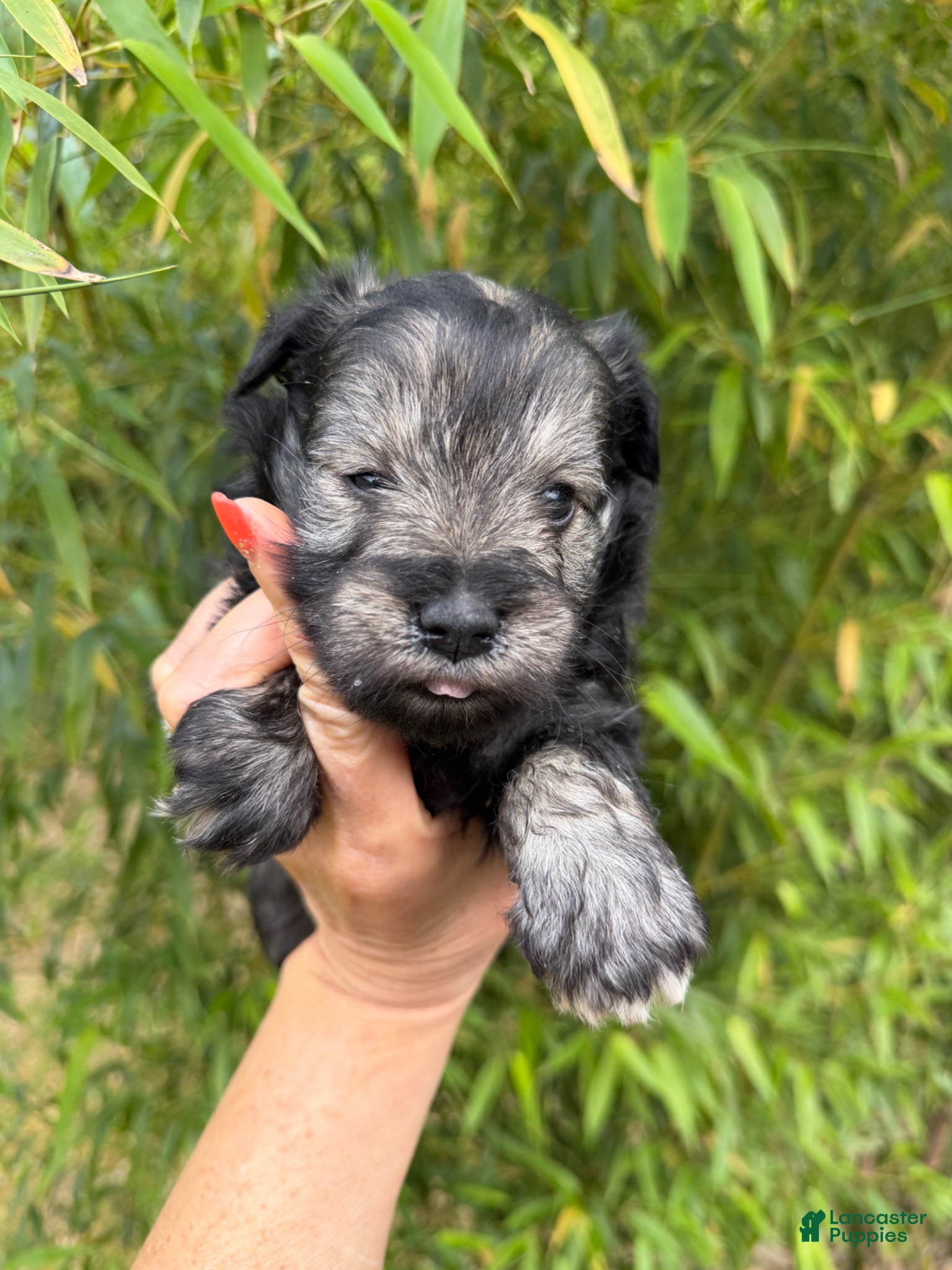 Miniature Schnauzer dogs Miniature Schnauzer Puppy 3 - Ad 41