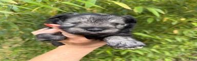 Miniature Schnauzer Puppy 3