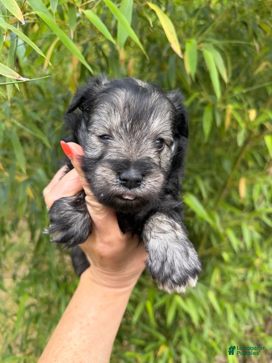 Miniature Schnauzer dogs for sale: Miniature Schnauzer Puppy 3 - Ad 1