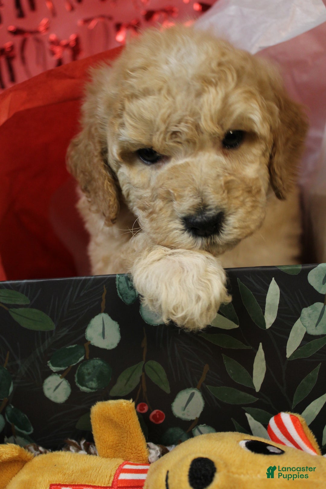 Miniature Poodle dogs for sale: Monty - Ad 6
