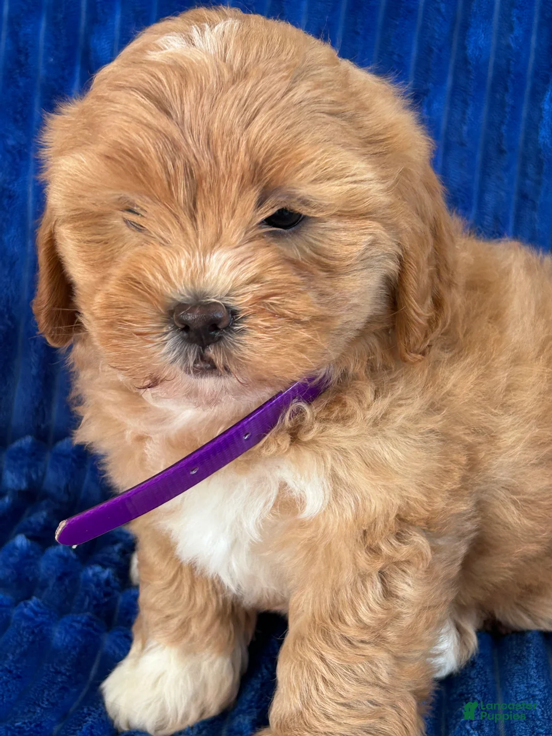 Shihpoo dogs for sale: POLLY - Ad 2