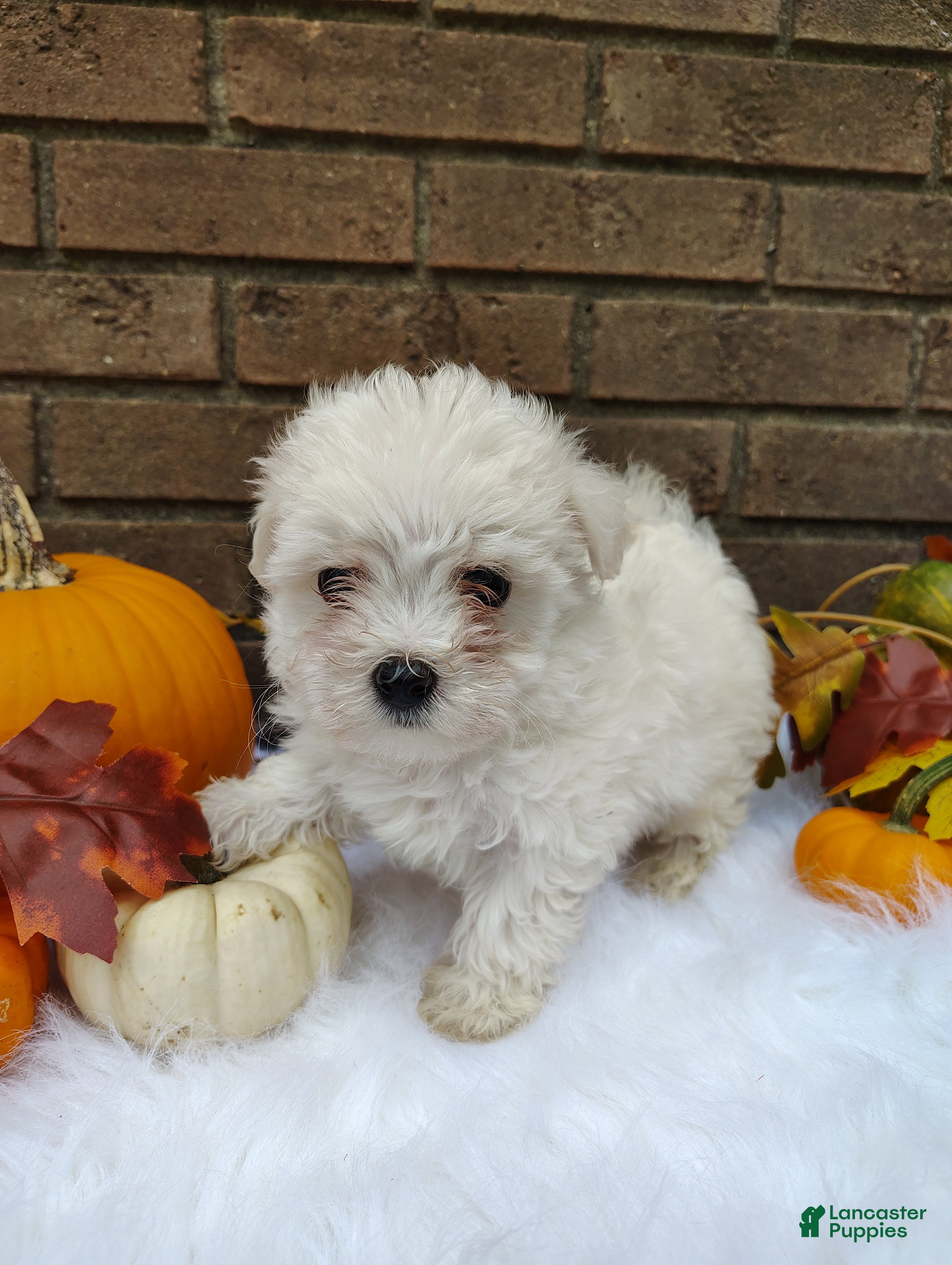 Maltese dogs Sam - Ad 18