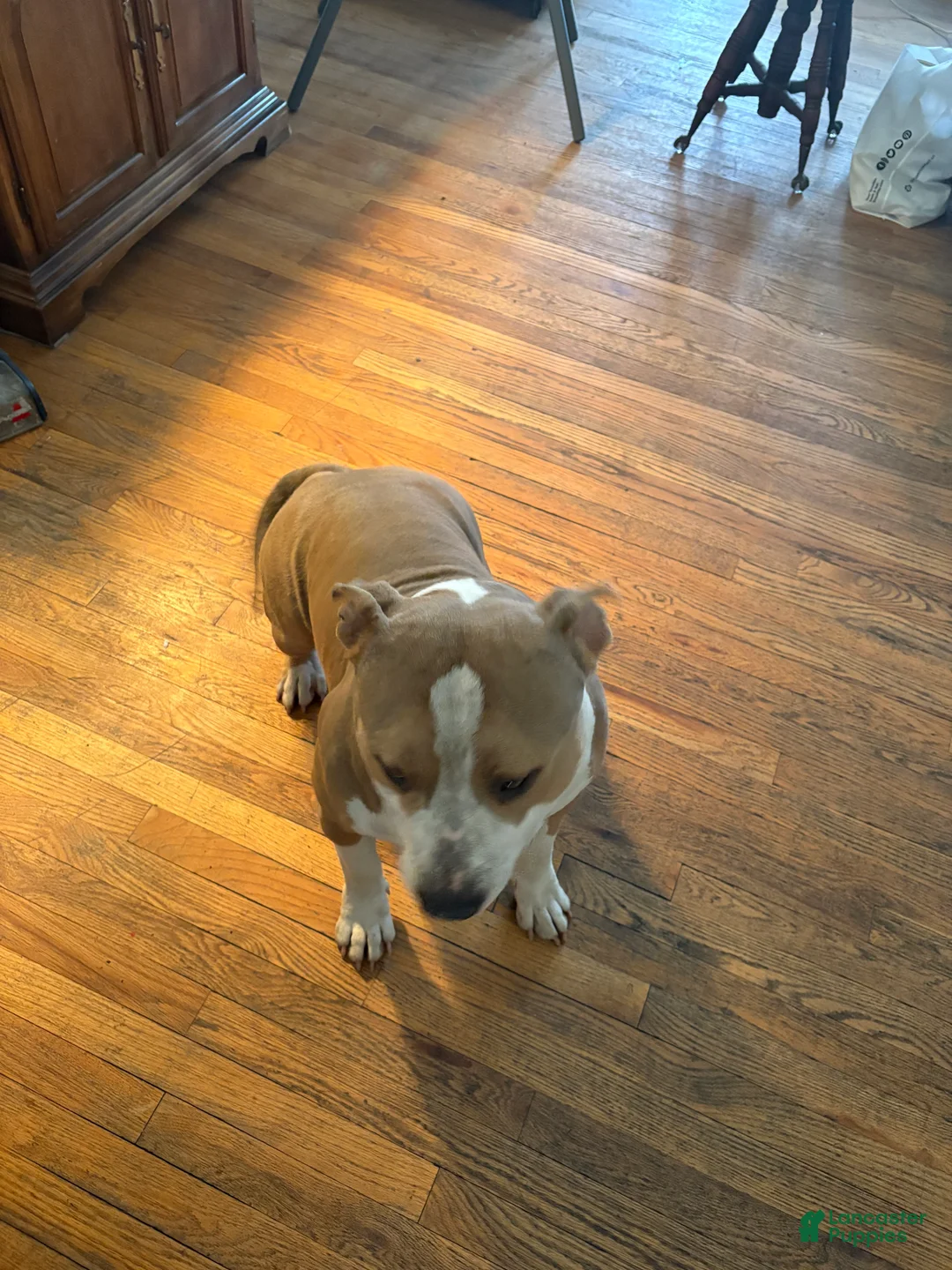 American Bully dogs for sale: Ace - Ad 4